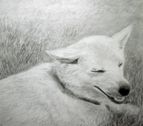 犬 を描こう 鉛筆デッサン編 どこでも絵画教室 絵の描き方動画 オンライン講座