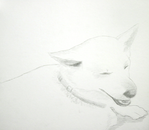 犬 を描こう 鉛筆デッサン編 どこでも絵画教室