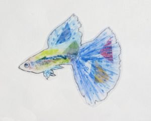 クリアファイルに!おさかなを描こう