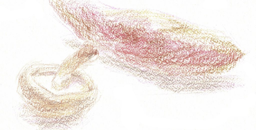 メイキング　ドライ(1)さつまいも・しいたけの描き方（水彩色鉛筆）