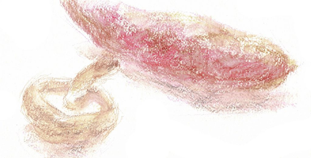 メイキング　ウェット(1)さつまいも・しいたけの描き方（水彩色鉛筆）