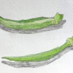 オクラのスケッチ