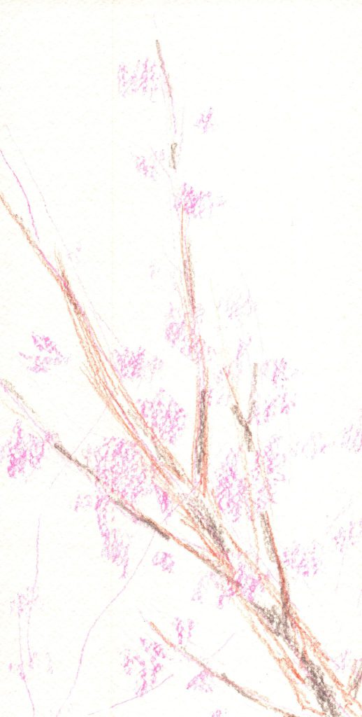 水彩色鉛筆で「桜の枝」の描き方1