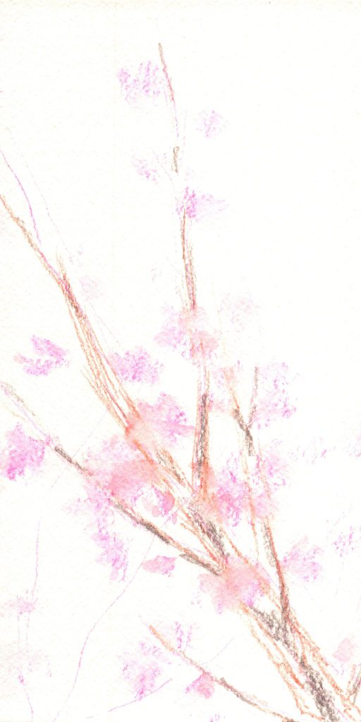 水彩色鉛筆で「桜の枝」の描き方2