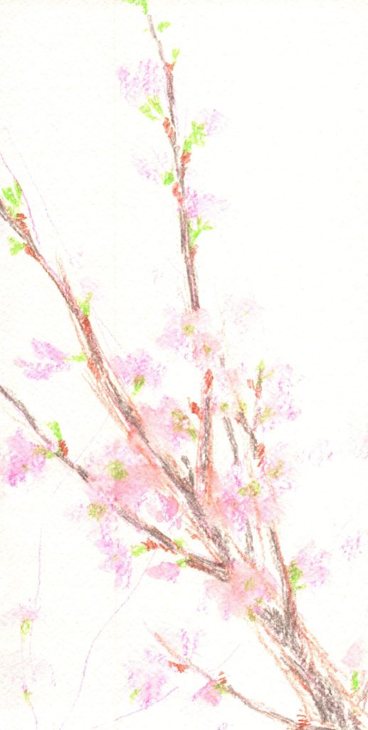 水彩色鉛筆で「桜の枝」の描き方3