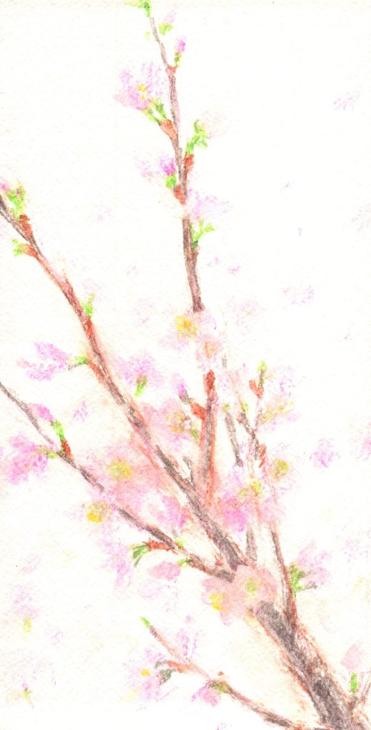 水彩色鉛筆で「桜の枝」の描き方4