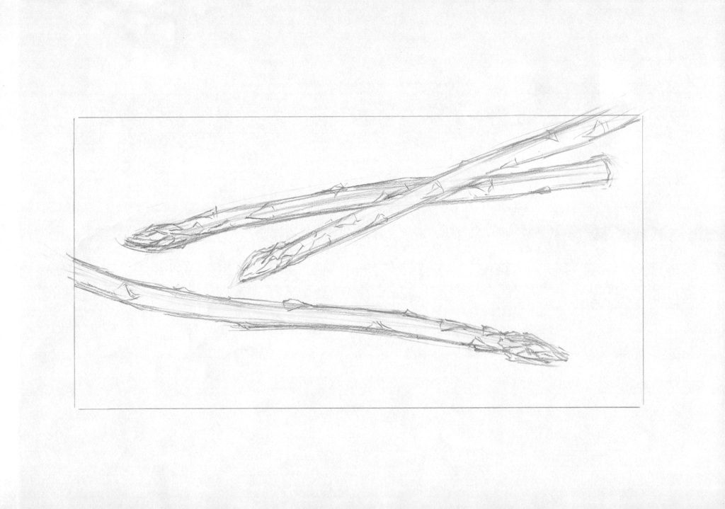 水彩色鉛筆でアスパラガス「下書き3」