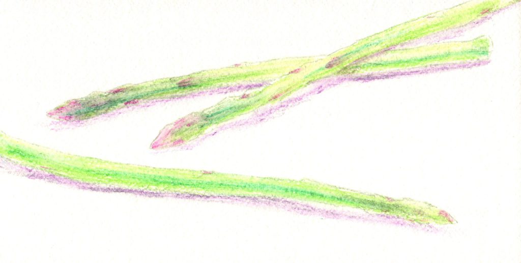 水彩色鉛筆でアスパラガス「着彩2ウェット」