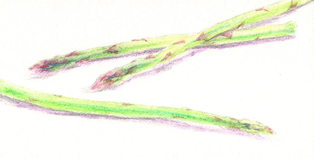 水彩色鉛筆でアスパラガス「着彩4」