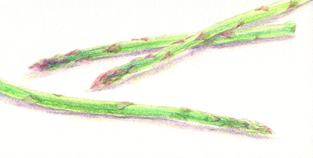 水彩色鉛筆でアスパラガス「着彩完成」