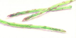 水彩色鉛筆でアスパラガス「着彩完成」