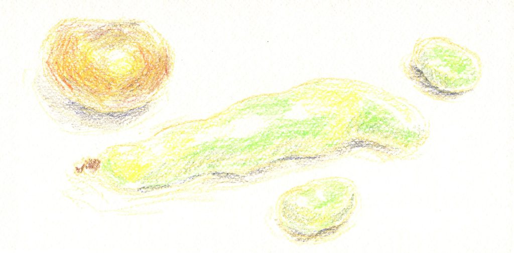 水彩色鉛筆で「そらまめとじゃがいもの絵」ドライ(1)