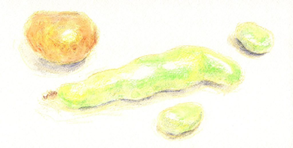 水彩色鉛筆で「そらまめとじゃがいもの絵」ウェット(1)