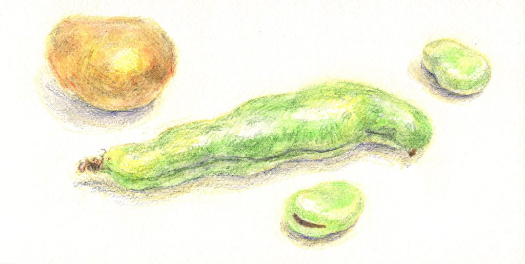 水彩色鉛筆で「そらまめとじゃがいもの絵」ドライ(3)
