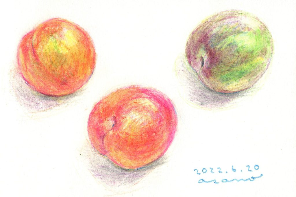 水彩色鉛筆で「すもも」の絵の書き方