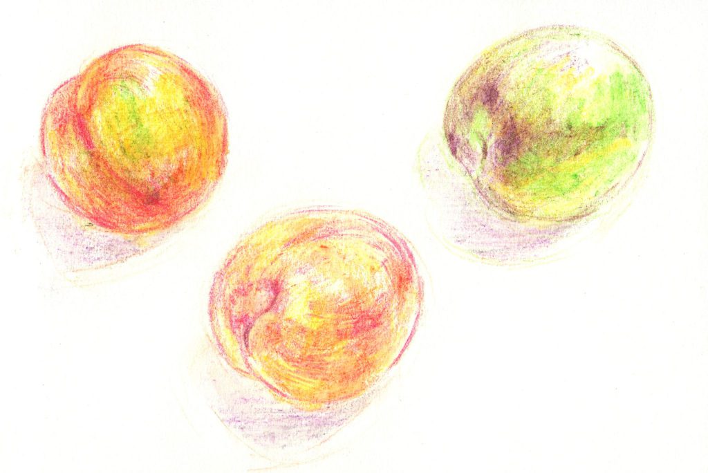 水彩色鉛筆で「すもも」の絵の書き方（手順5：輪郭線も強弱をつけて）