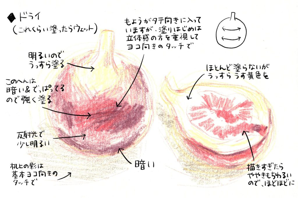水彩色鉛筆で「いちじく」の絵の描き方。(2)ドライ