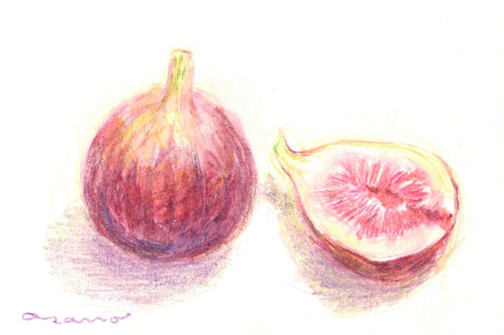 水彩色鉛筆で「いちじく」