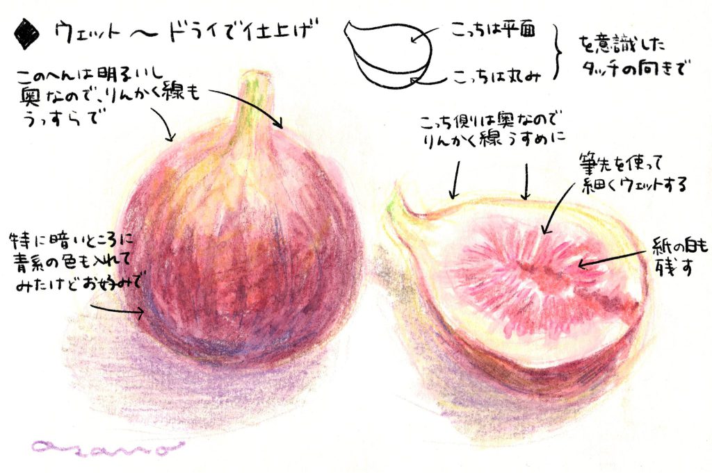 水彩色鉛筆で「いちじく」解説コメント付き