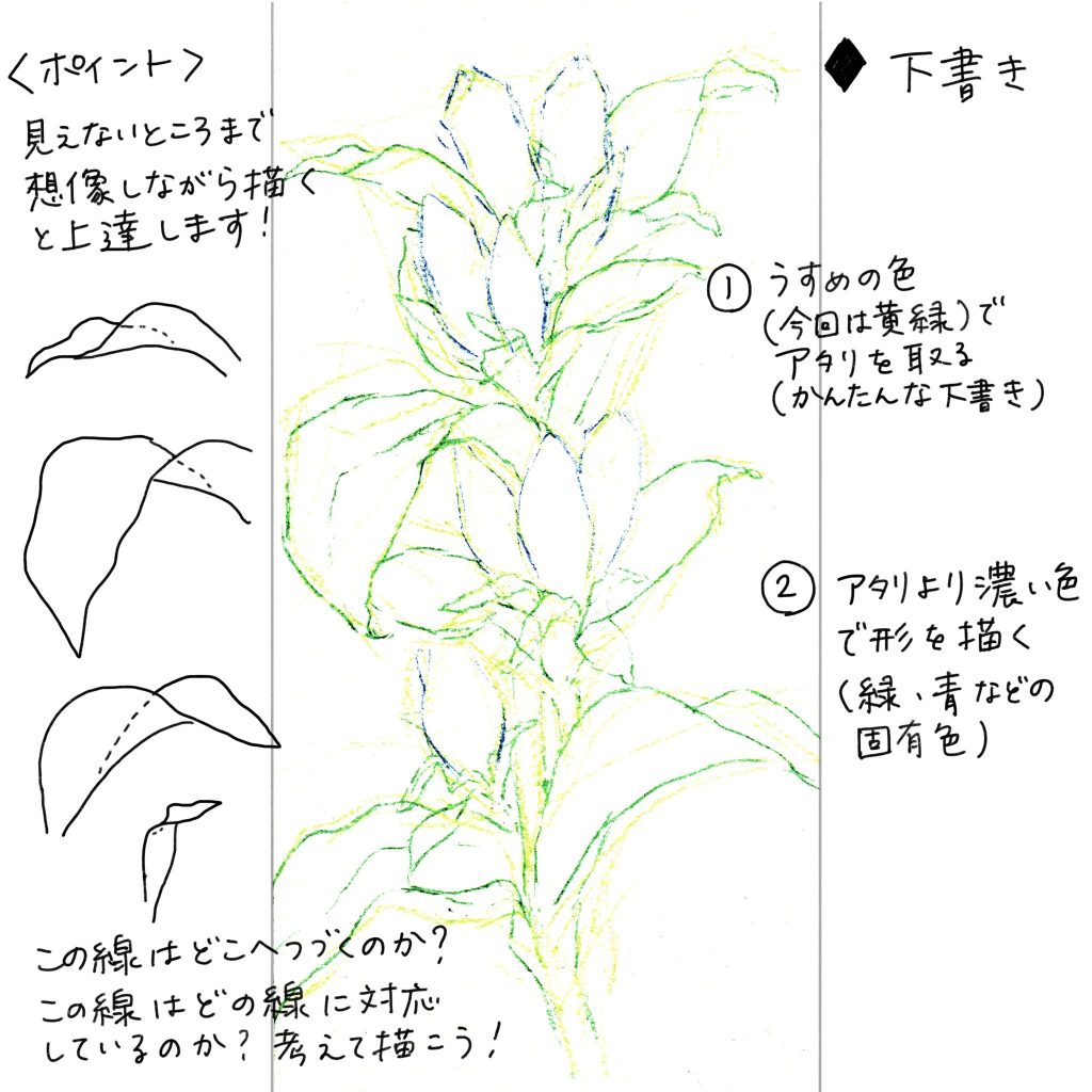 水彩色鉛筆で「りんどう（竜胆）」の絵の描き方＜下書きのコツ＞