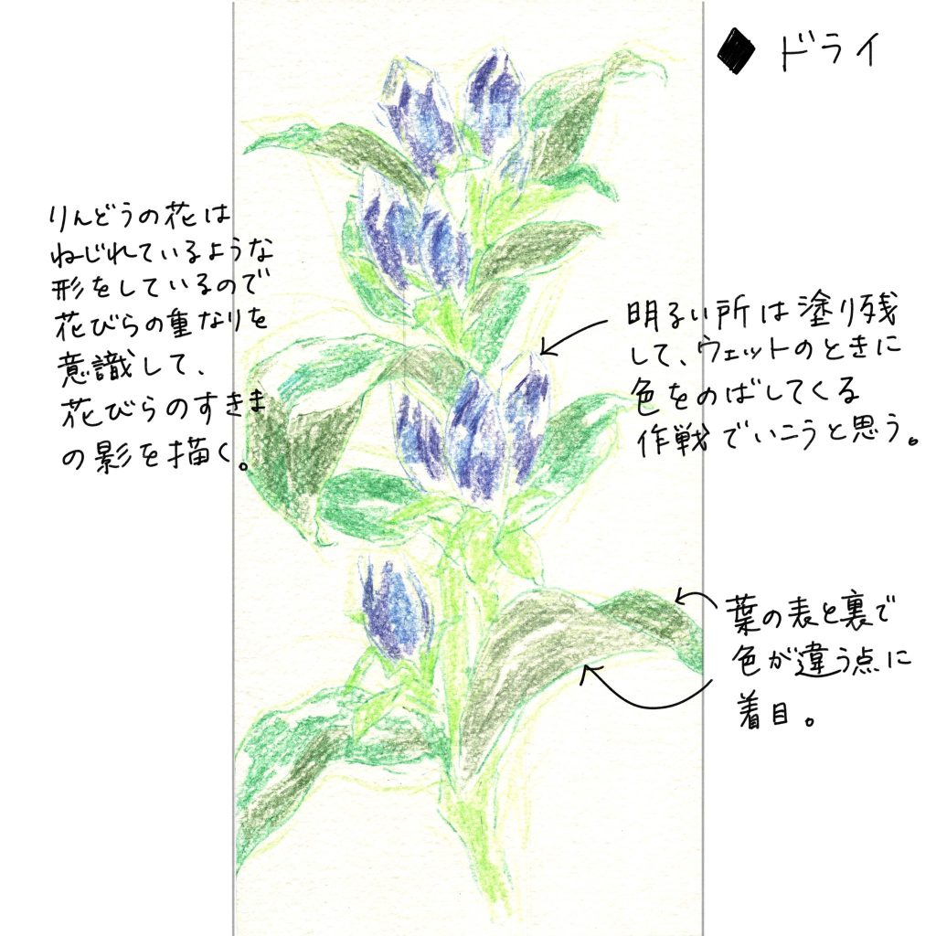 水彩色鉛筆で「りんどう（竜胆）」の絵の描き方＜ドライ＞