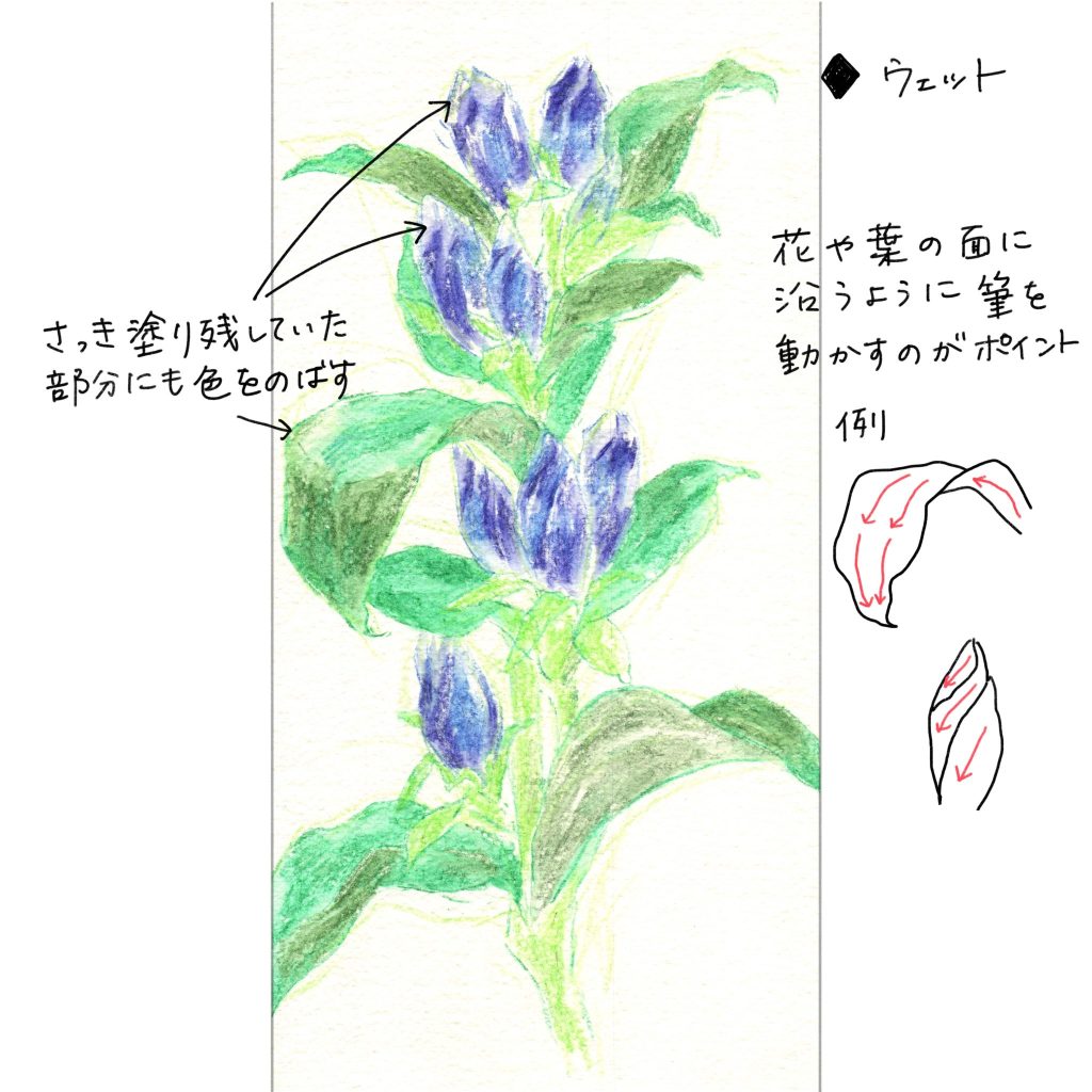 水彩色鉛筆で「りんどう（竜胆）」の絵の描き方＜ウェット＞