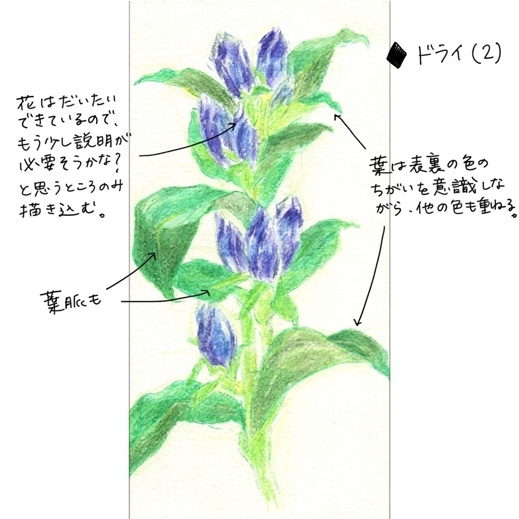 水彩色鉛筆で「りんどう（竜胆）」の絵の描き方＜ドライ2回目＞