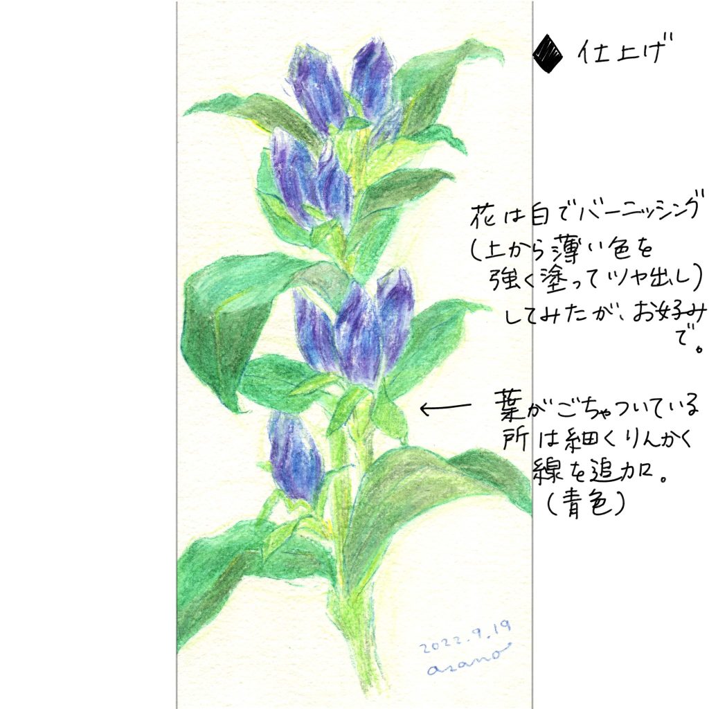 水彩色鉛筆で「りんどう（竜胆）」の絵の描き方＜仕上げのコツ＞