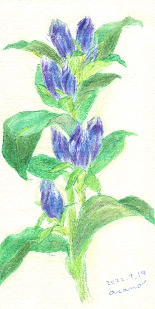 水彩色鉛筆で「りんどう（竜胆）」の絵の描き方