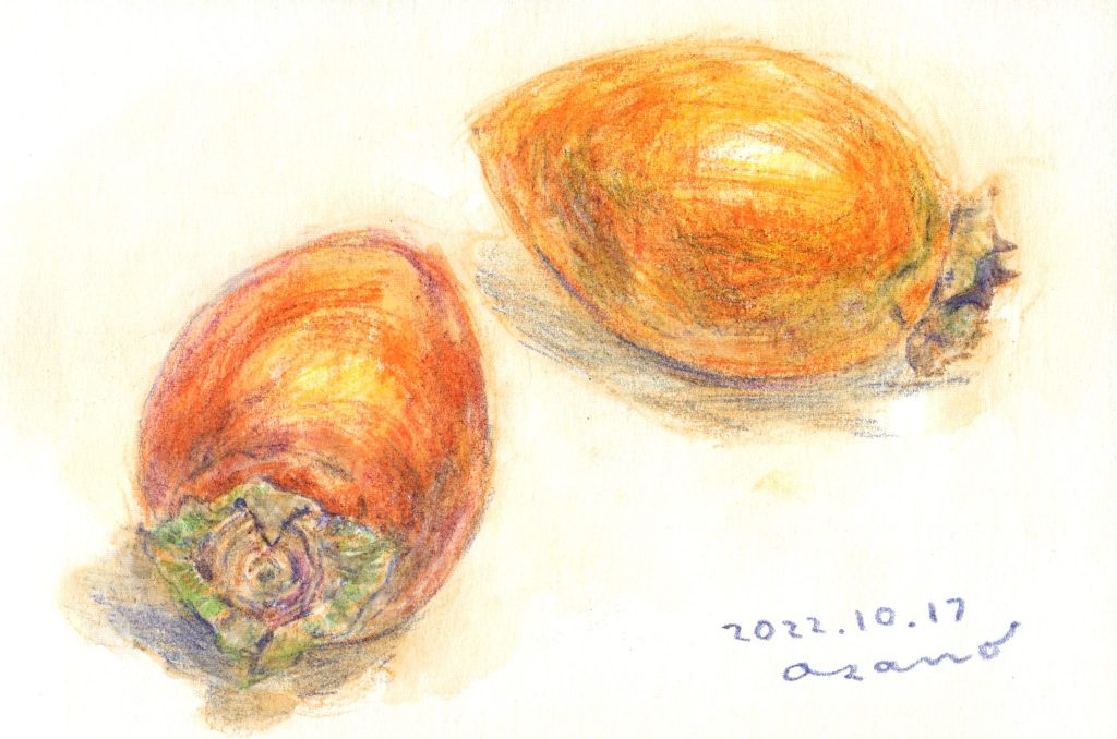 水彩色鉛筆で「柿（筆柿、珍宝柿）」の絵の描き方