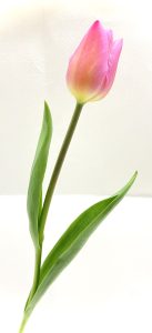 チューリップ(写真)