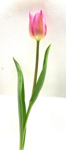 チューリップ(写真)