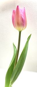 チューリップ(写真)