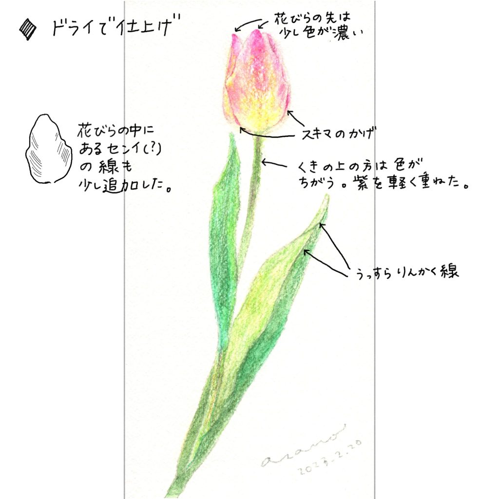 水彩色鉛筆で「チューリップ(ピンク)」【ドライで仕上げ】花びらの先は少し色が濃い。花びらのスキマの影を入れると良い。茎の上の方は色が違うのに注目して、紫を軽く重ねた。葉が丸まって表裏がひっくり返っている部分は、うっすら輪郭線を入れて面の違いを出すとGOOD。花びらの中にある繊維状のタッチも少し追加した。