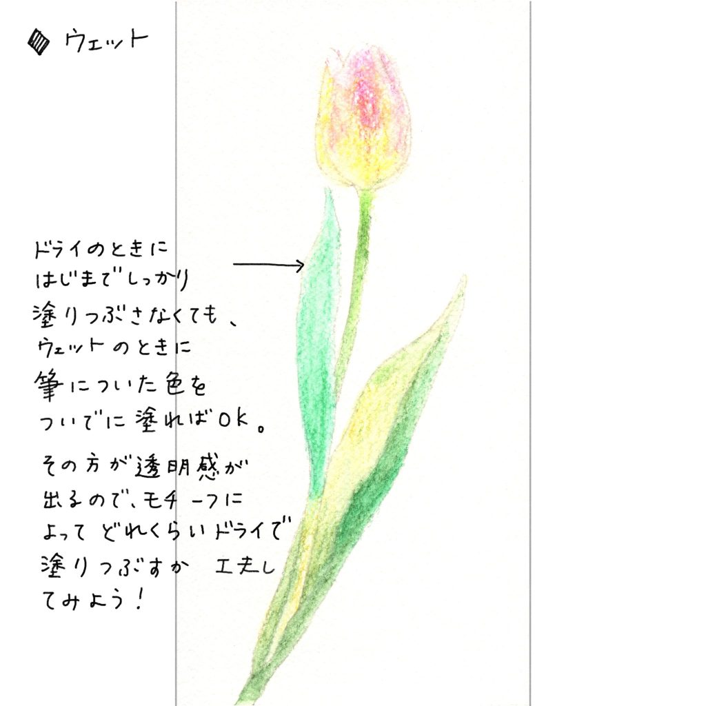 水彩色鉛筆で「チューリップ(ピンク)」【ウェット】ドライのときに端までしっかり塗りつぶさなくても、ウェットのときに筆についた色をついでに端までのばせばOK.その方が透明感が出るので、モチーフによってドライの塗りつぶし具合を変えると良い。