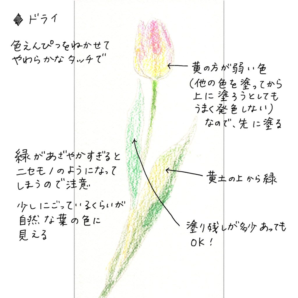 水彩色鉛筆で「チューリップ(ピンク)」【ドライ】色鉛筆を寝かせて柔らかなタッチで。黄色の方が弱い色(他の色を塗ってから上に重ねようとしてもうまく発色しない)なので、先に塗る。葉の一部は、黄土の上から緑を重ねた。塗り残しは多少あってもOK。緑が鮮やかすぎると偽物のようになってしまうので注意。少し濁っているくらいが自然な葉の色に見える。