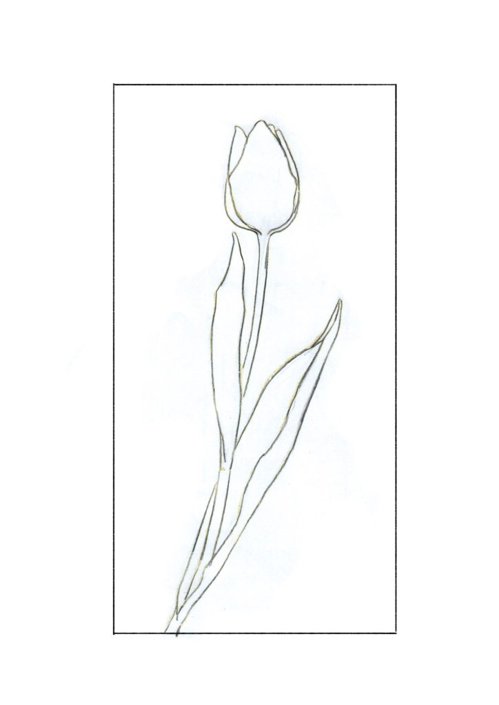 水彩色鉛筆で「チューリップ(ピンク)」の下書き