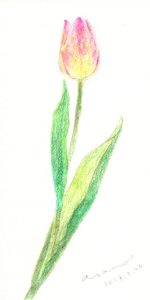 水彩色鉛筆で「チューリップ（ピンク）」