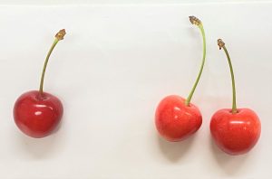 さくらんぼ(実写)の写真